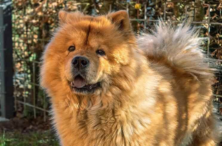 chow chow cao